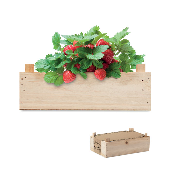 Erdbeeren Zuchtset | Öko Werbegeschenk